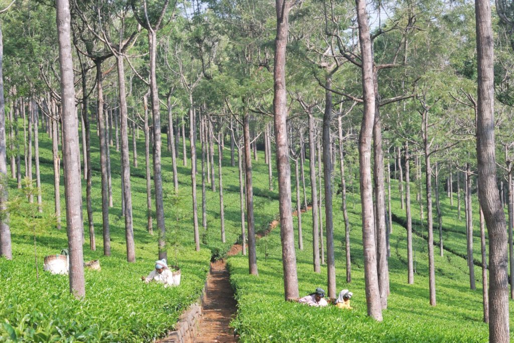 tea plantations, Nilgiris, OOty