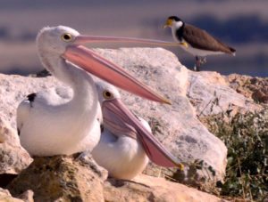 Australian pelican