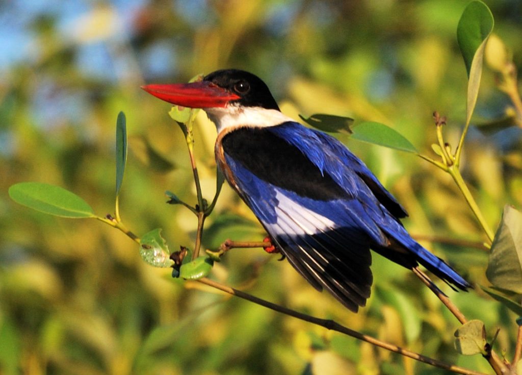 Goa, Black capped kingfisher