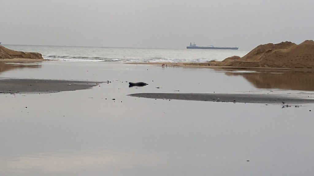 Estuary of the river and sea