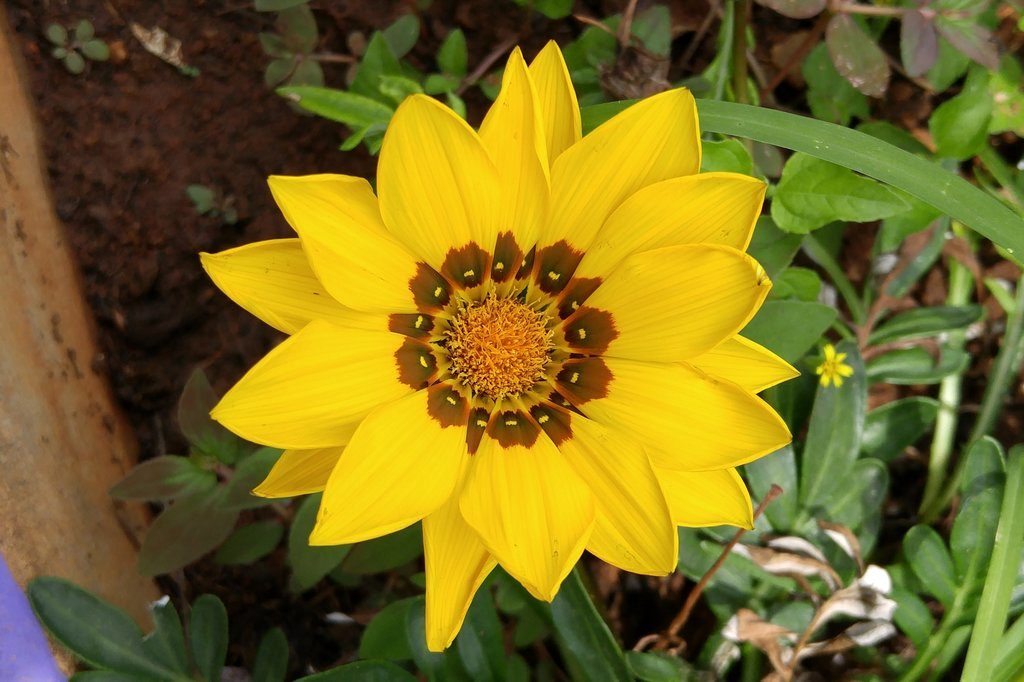 Lalbagh, Bangalore, watch tower