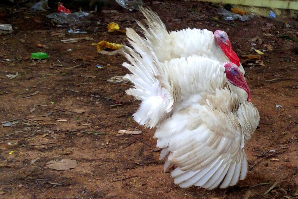 Bangalore watch tower