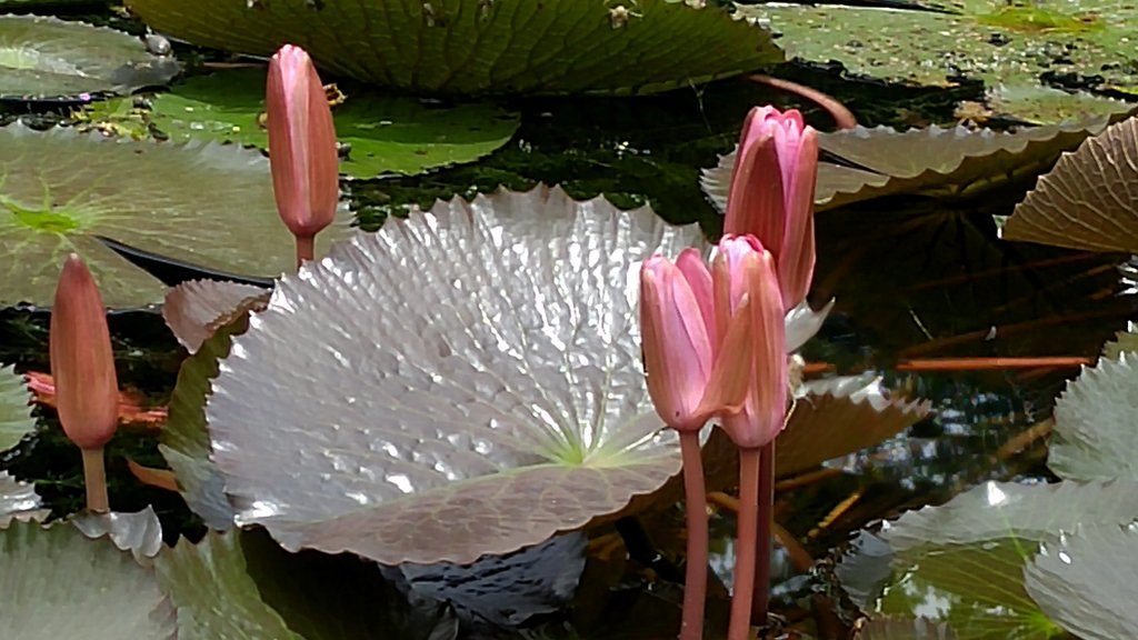 Lalbagh, Bangalore, watch tower