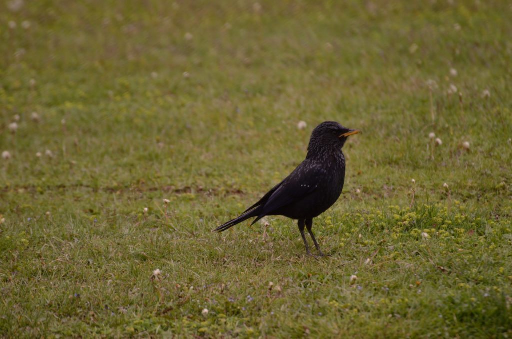 Kashmir, bird