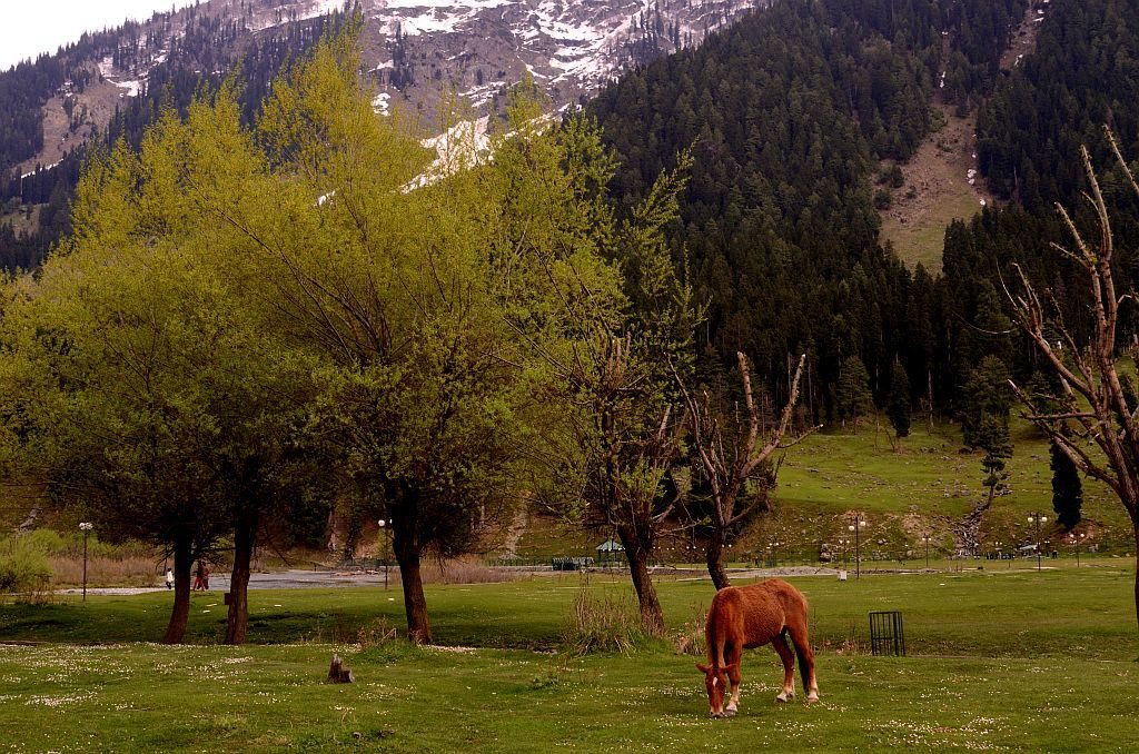 pahalgam12