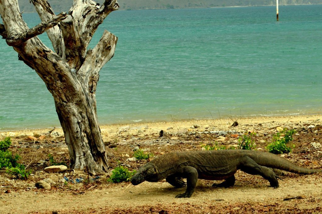 Komodo Dragon