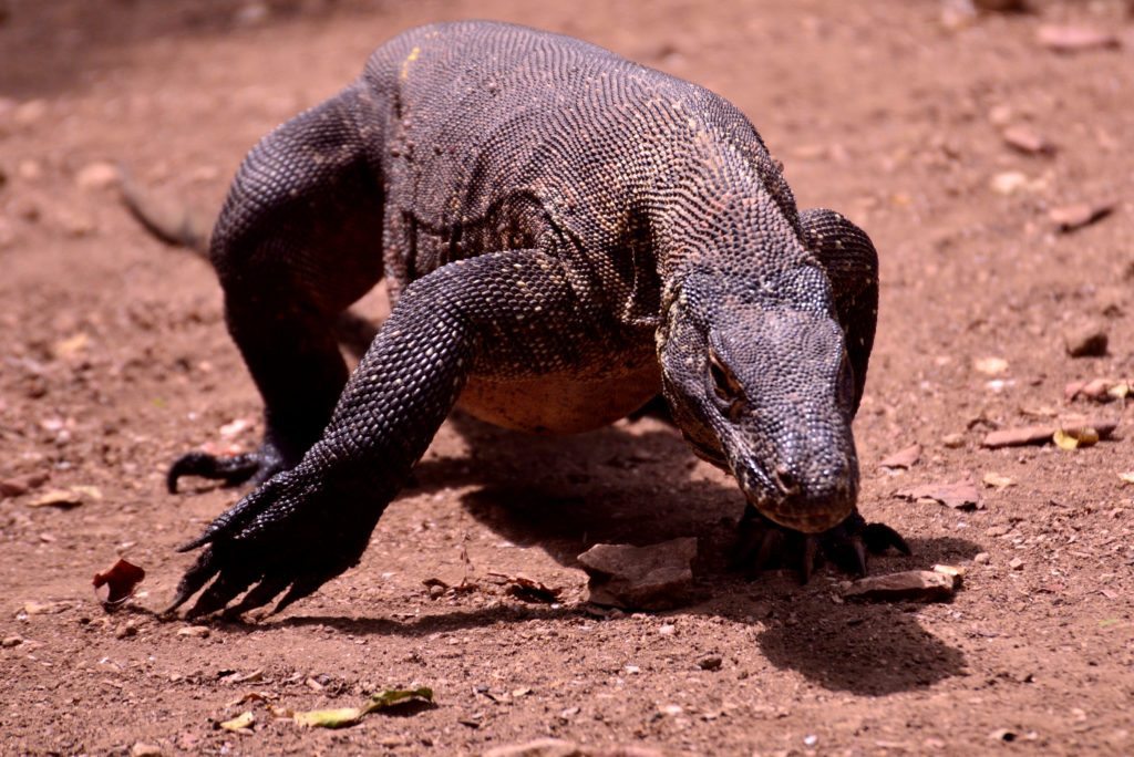 komodo dragon, indonesia