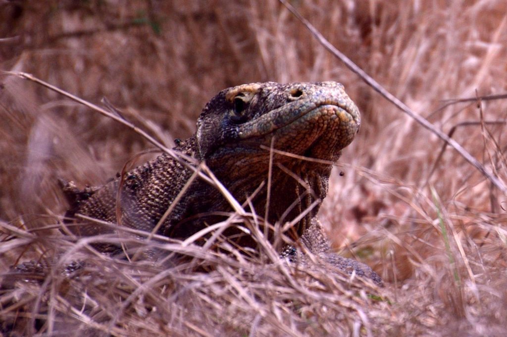Up and close - Komodo Dragon