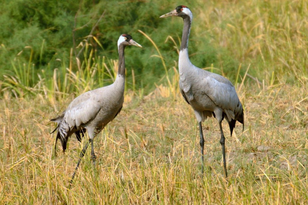 LRK, birds, Gujarat