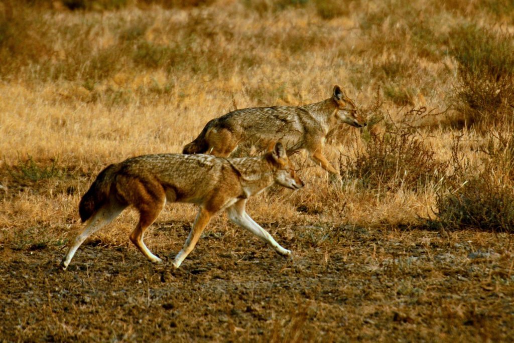 LRK, wildlife, Gujarat