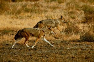 LRK, wildlife, Gujarat