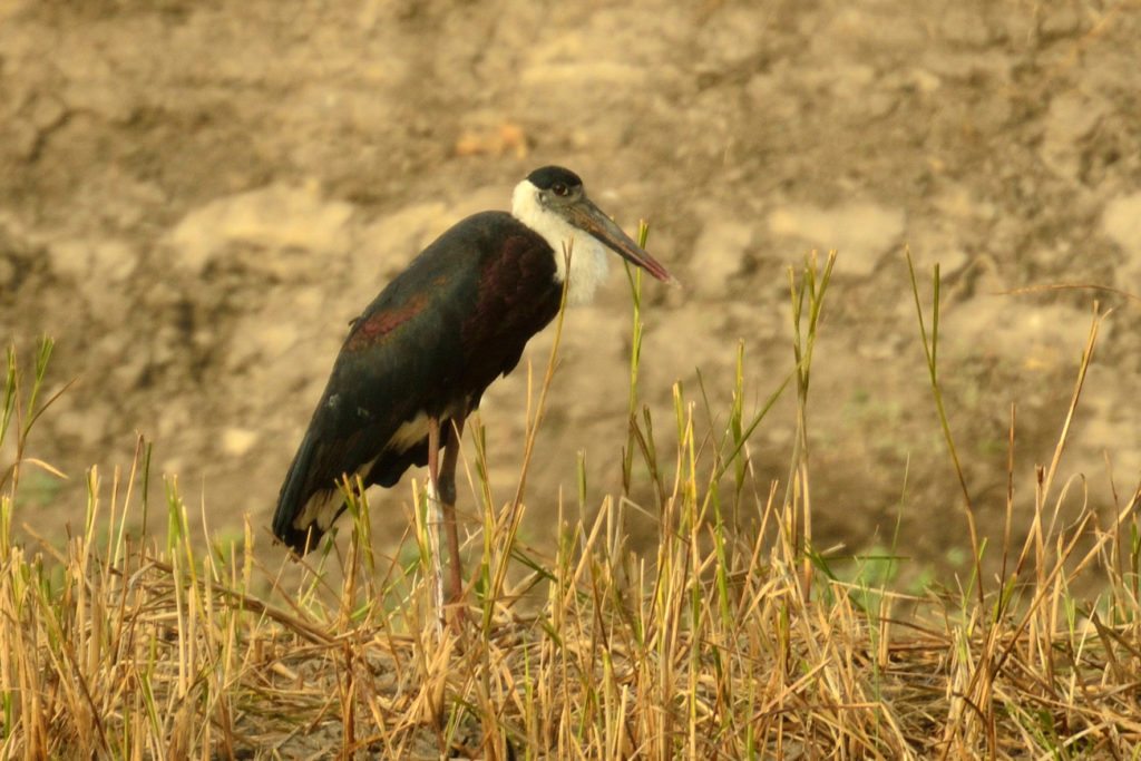 LRK, birding, Gujarat
