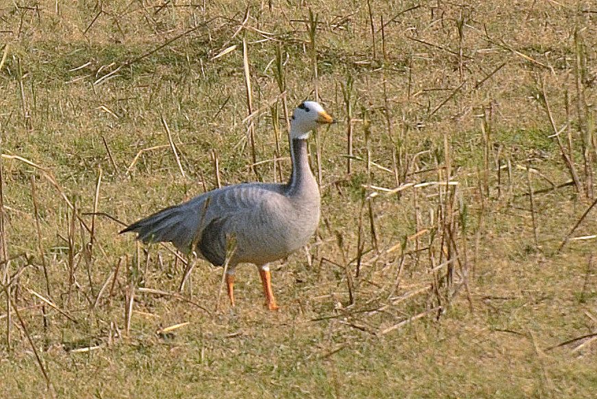 LRK birds, Gujarat