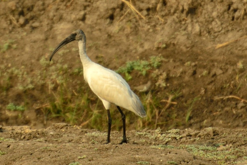 LRK< birds, Kutch