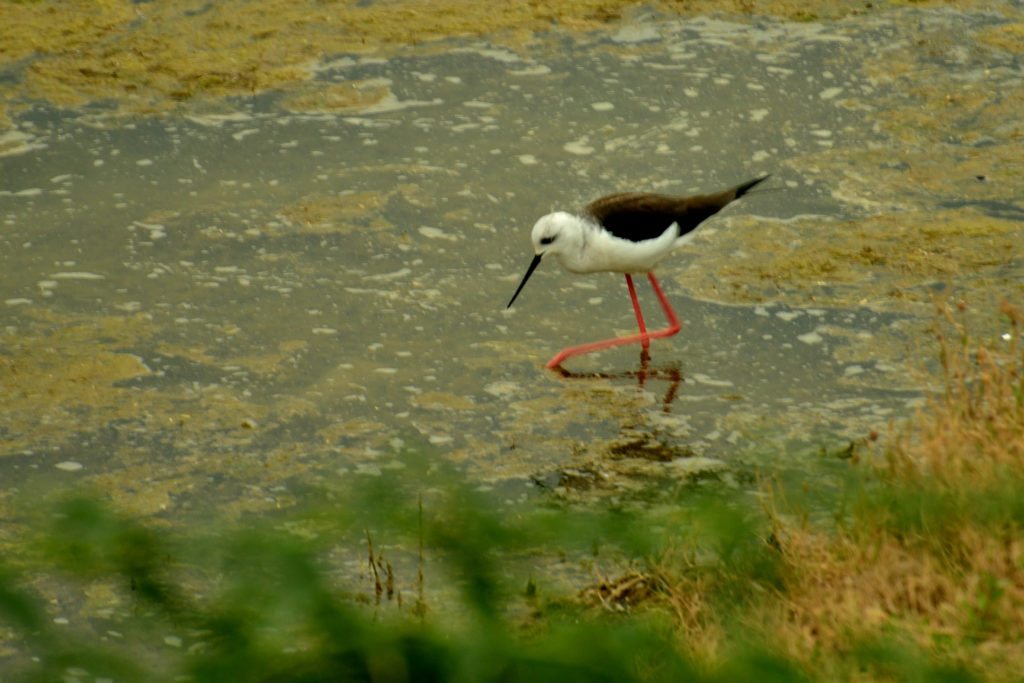 LRK, birds, Rann, Gujarat