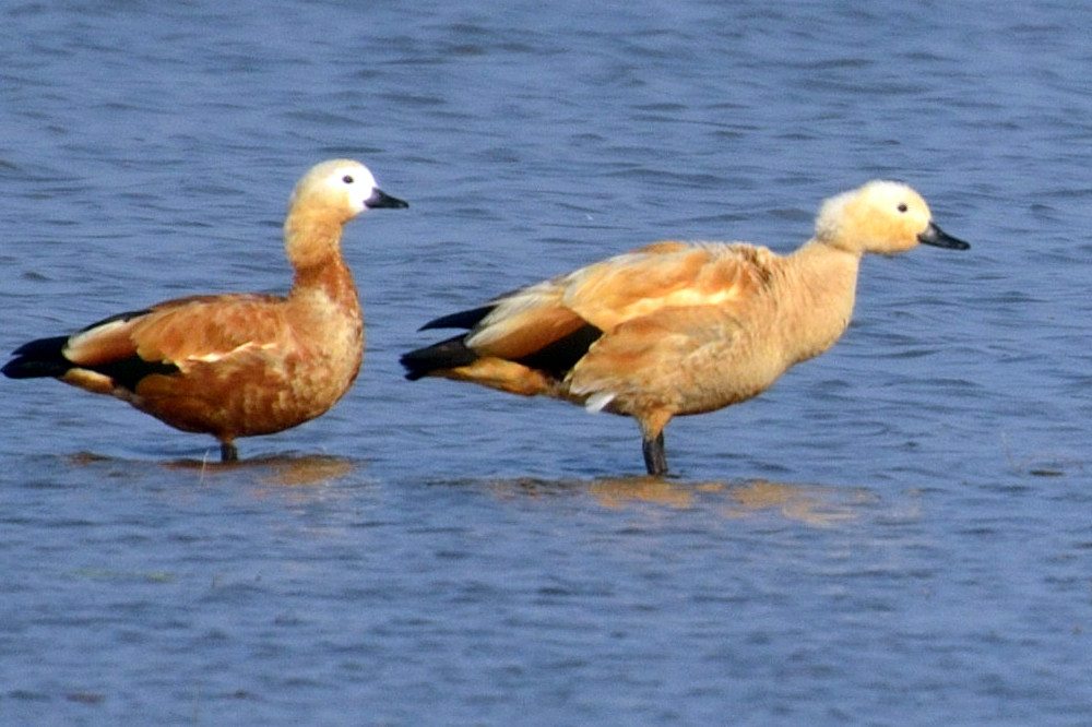 LRK, birds, Gujarat