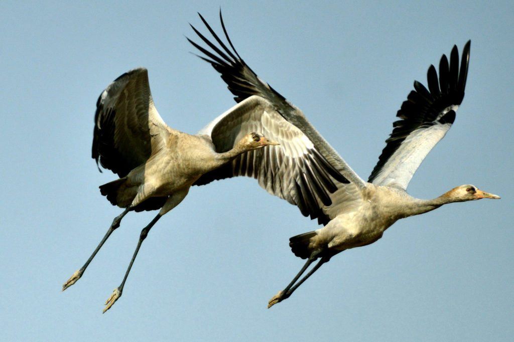 LRK, birds, Kutch