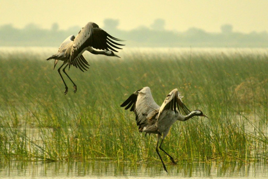 LRK , birds, Gujarat