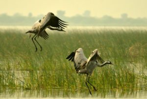 LRK , birds, Gujarat