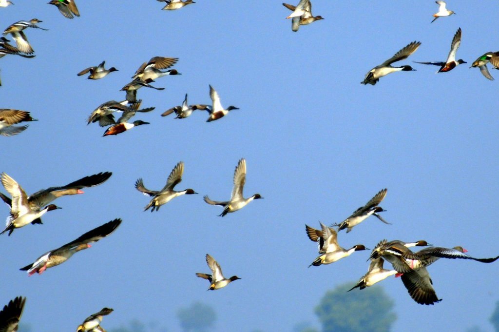 LRK, birds, Gujarat
