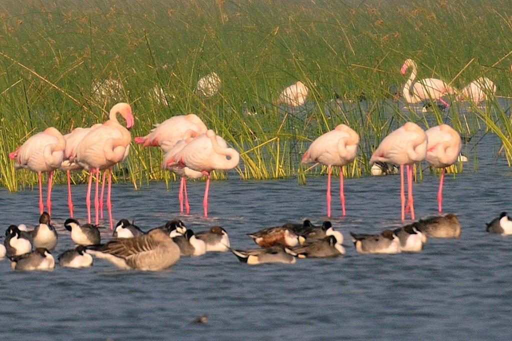 LRK, Birds, Gujarat