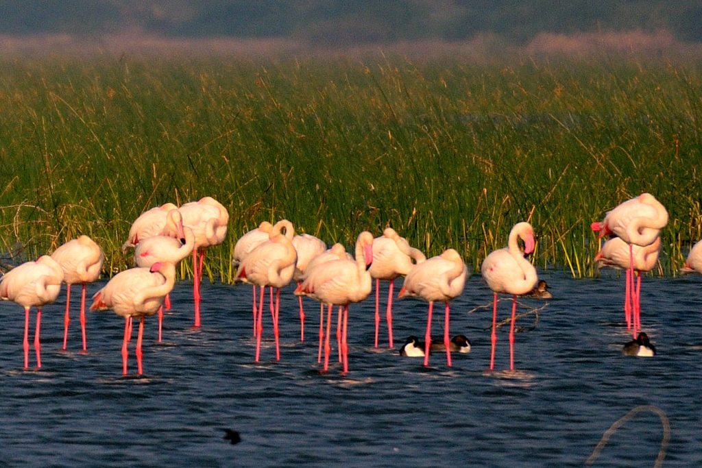 LRK, kutch, birds