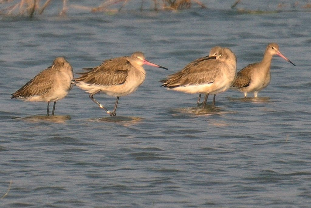 LRK , birds, Gujarat