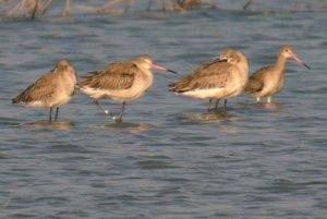 LRK , birds, Gujarat