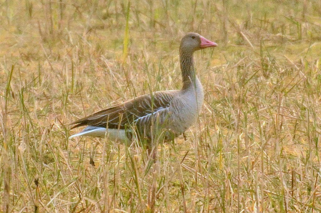 LRK-goose