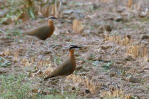 LRK, birds, Kutch, Gujarat