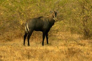 LRK, wildlife, Gujarat