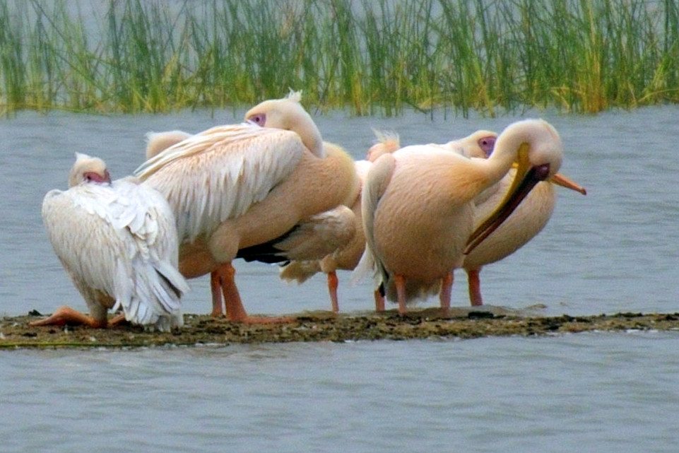 LRK, birds, Gujarat