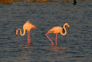 Nalsaraovar, flamingos