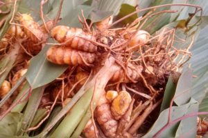 Pongal, turmeric, harvest festival, India