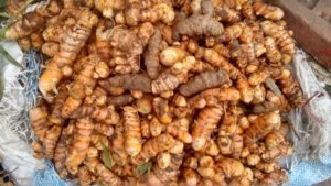 turmeric, pongal, festival