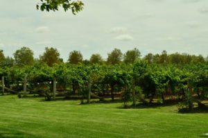 Limestone-coast-coonawarra-wine