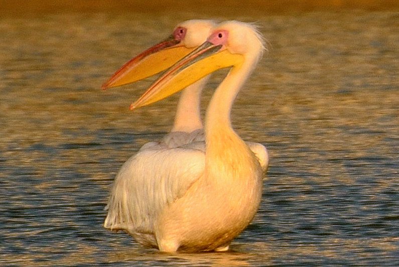 Kutch, birds, pelicans