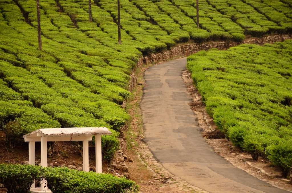 Valparai, tea plantations