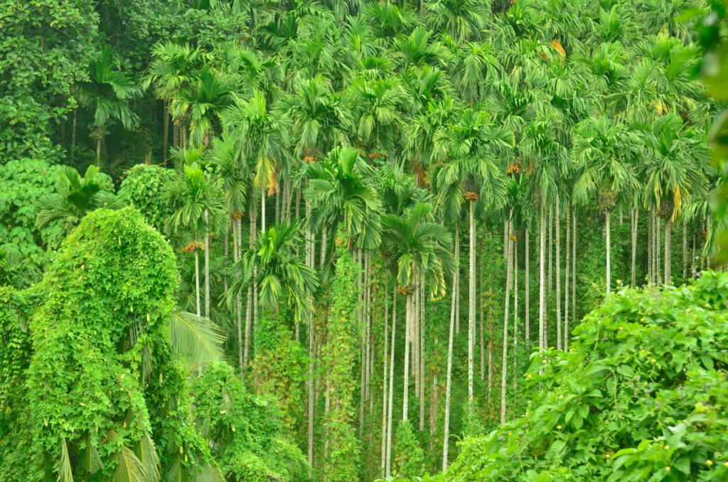 Andaman Havelock island