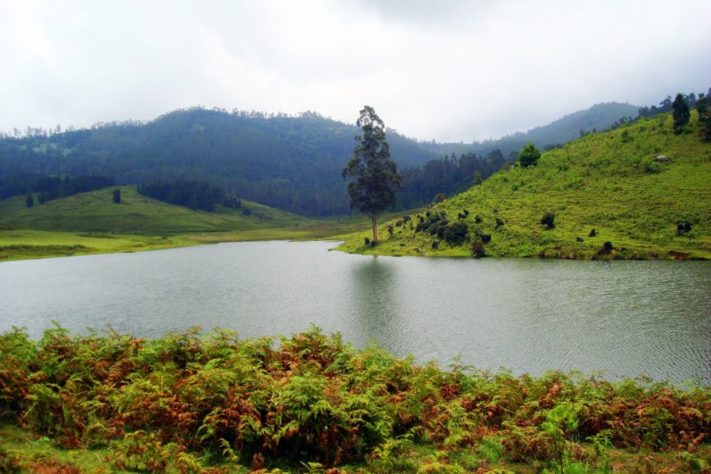 Kodaikanal Western Ghats