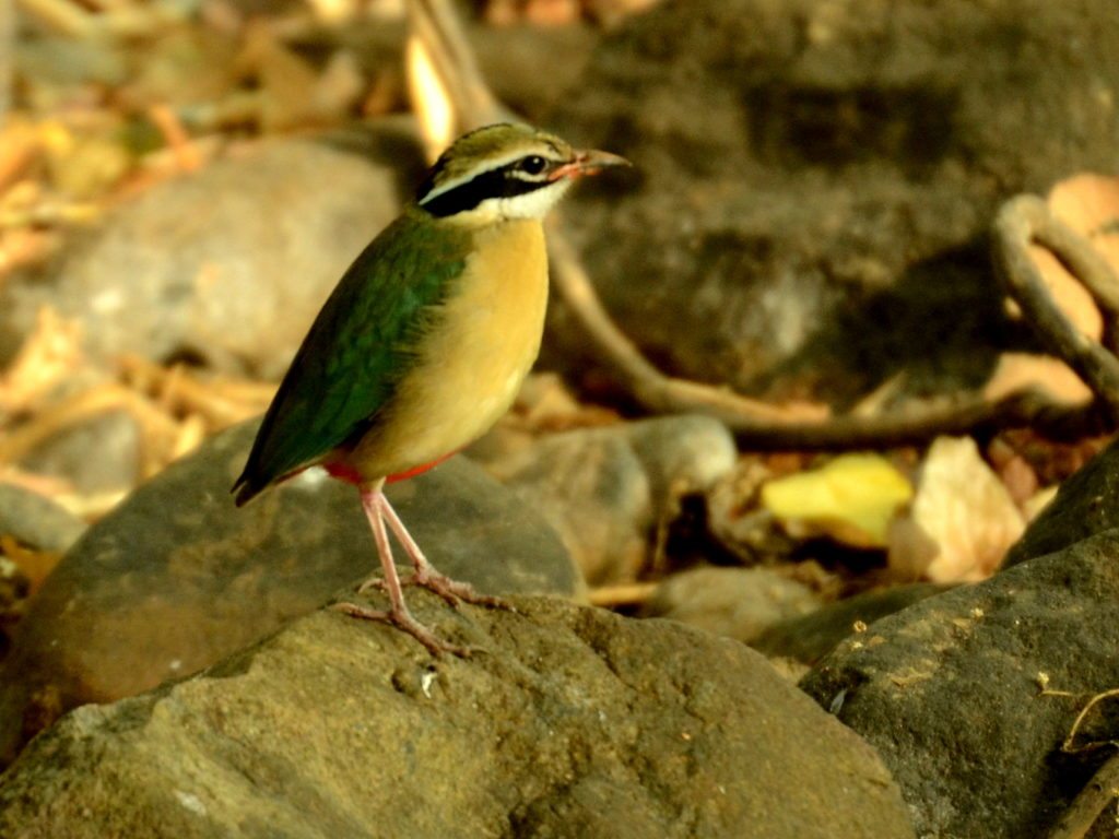 Nilgiris birding