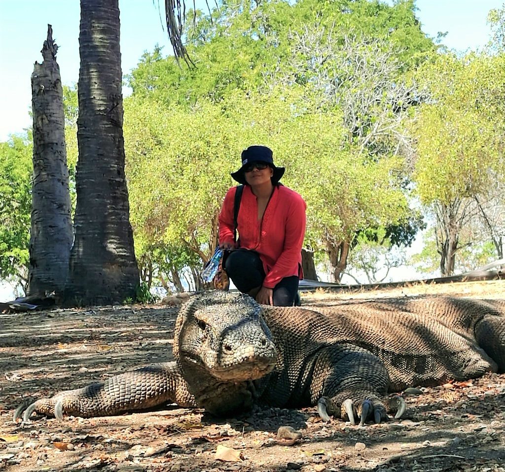 komodo dragon, komodo island, komodo national park