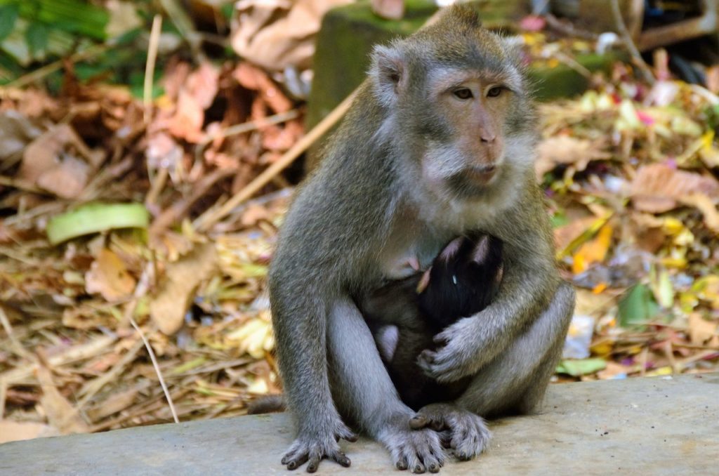 Monkey Forest Bali , Sangeh Monkey Forest