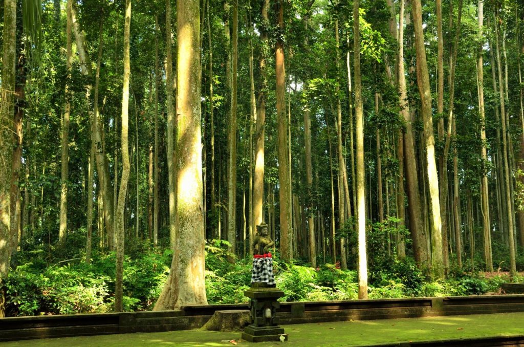 Monkey Forest Bali , Sangeh Monkey Forest