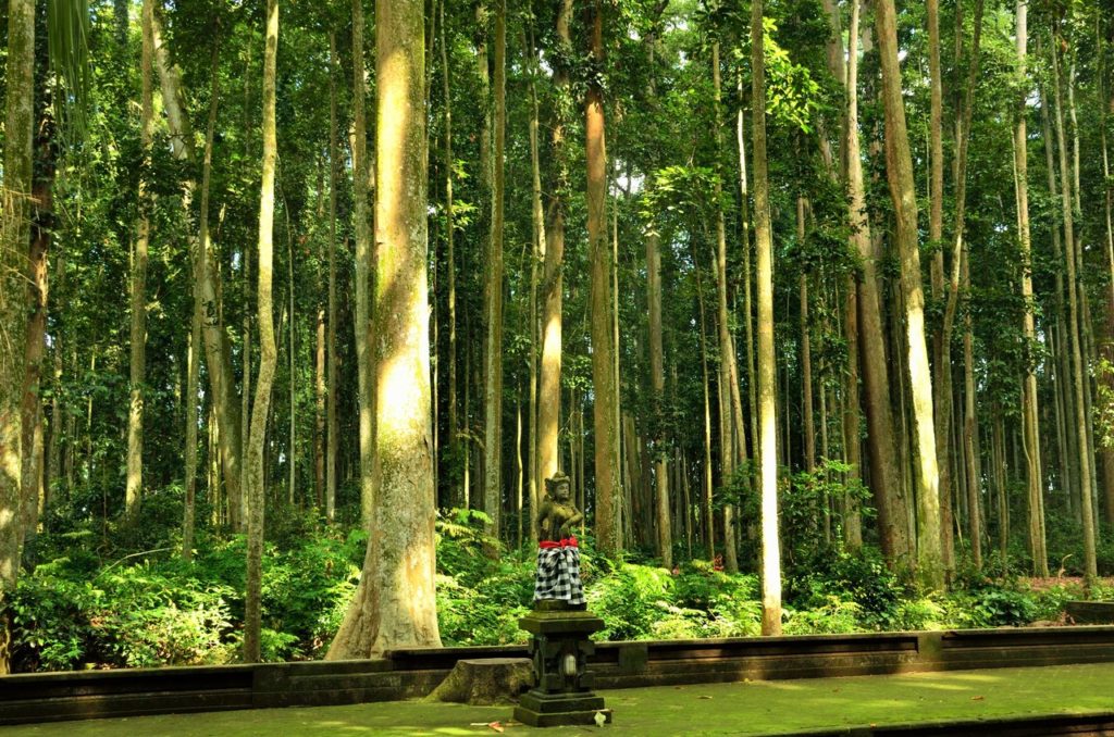 Monkey Forest Bali , Sangeh Monkey Forest