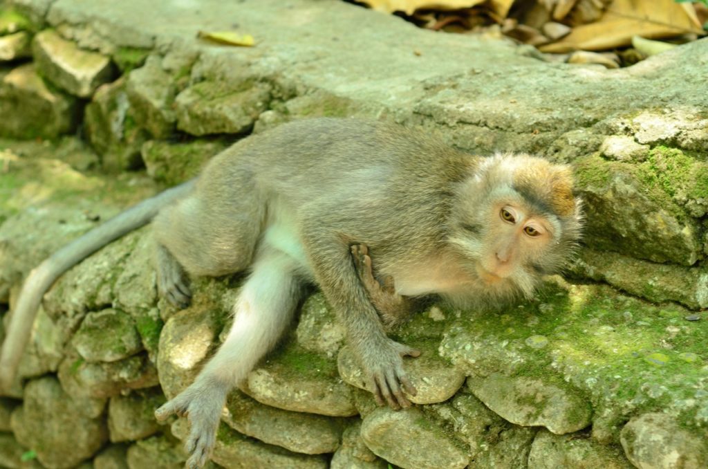 Monkey Forest Bali , Ubud Monkey Forest