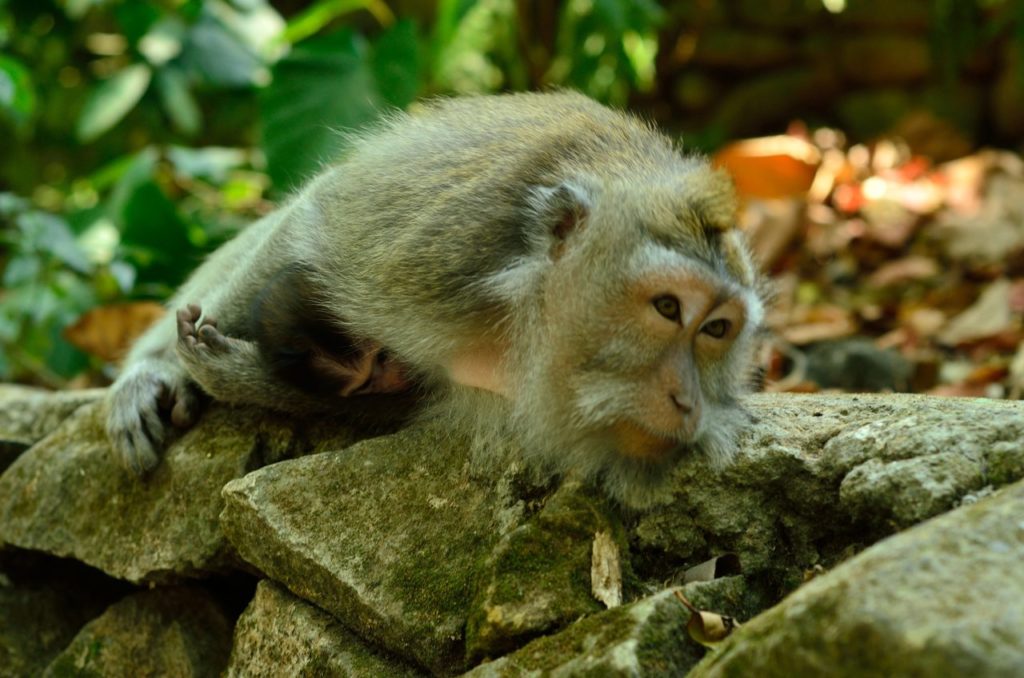 Monkey Forest Bali , UbudMonkey Forest