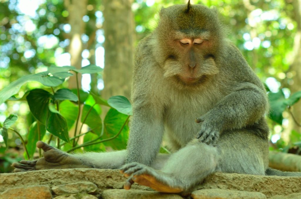 Monkey Forest Bali , Sangeh Monkey Forest