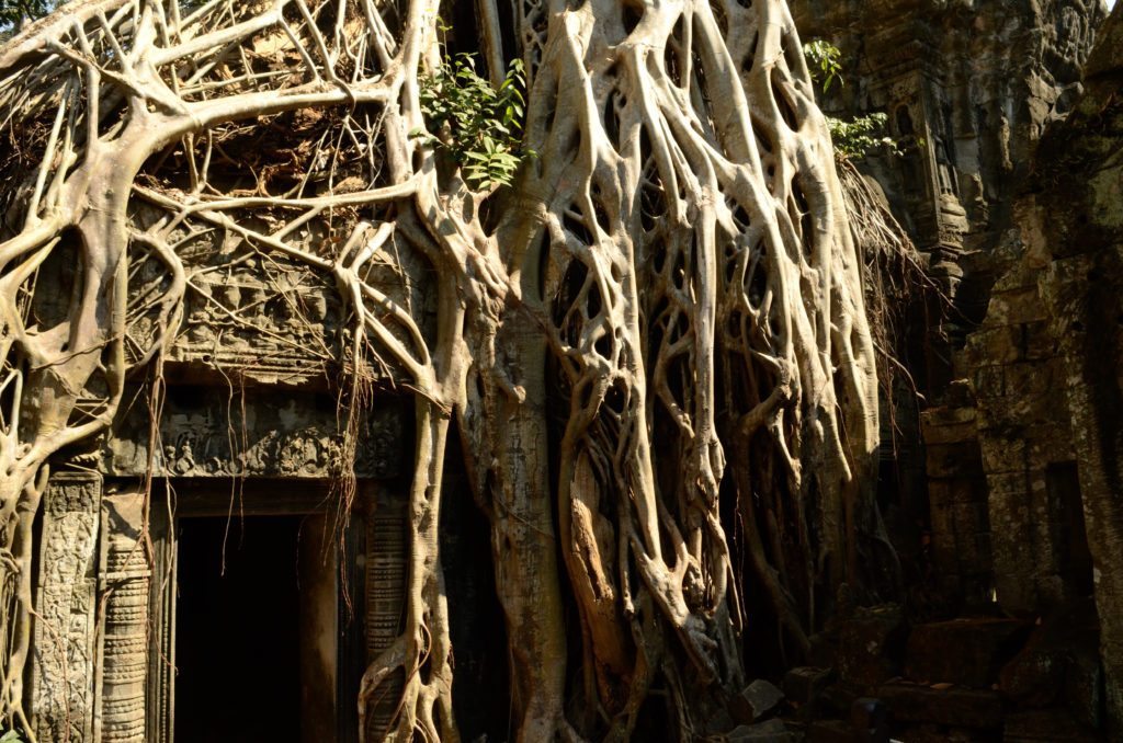 Ta Prohm Siem Reap Cambodia, ten things to do in Siem Reap Cambodia