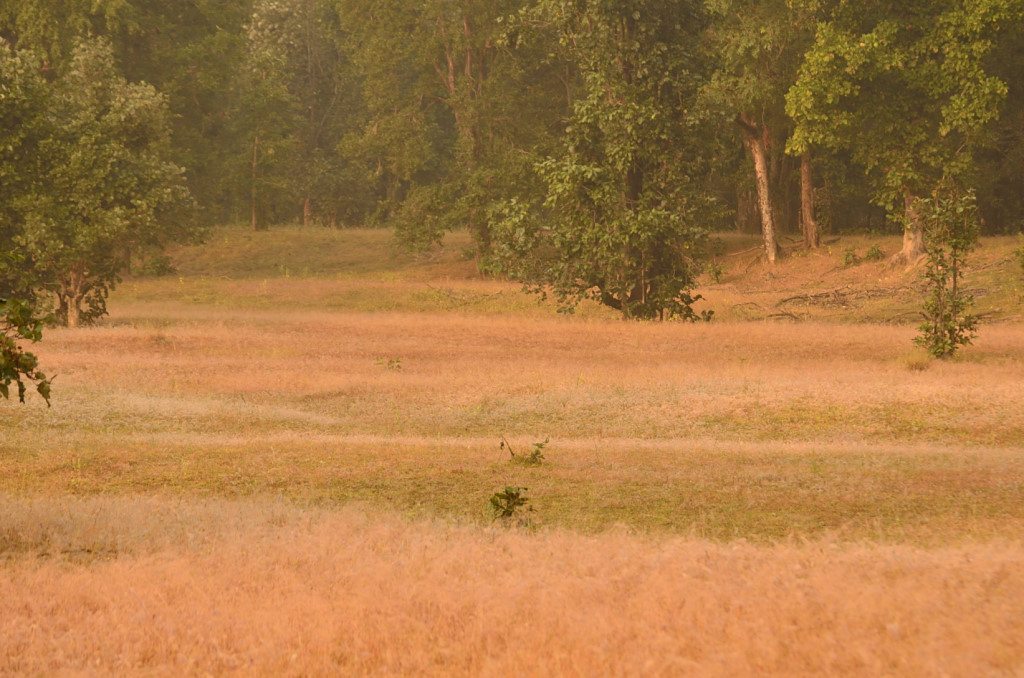 Madhya Pradesh, places to visit in Madhya Pradesh, Sanjay Dubri National Park